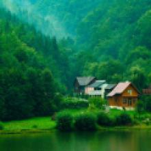 forest-trees-shrubs-houses-streams-green-natural-scenery